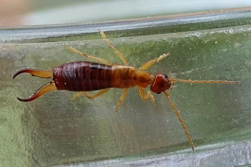 Guanchia pubescens